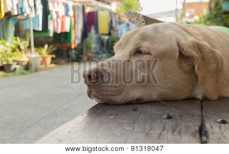 Dog Sleep
