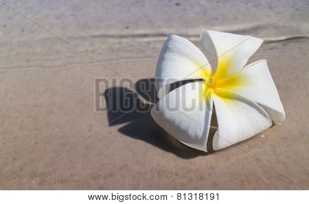 Tropical Flower Plumeria