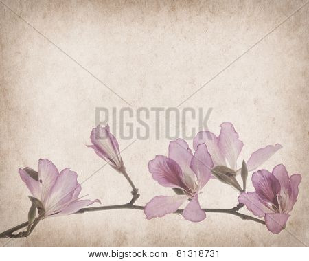 bauhinia flower on Grunge Abstract Background