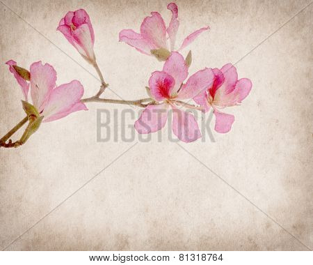 bauhinia flower on Grunge Abstract Background