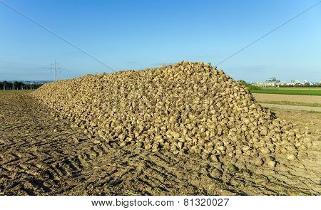 Acres With Sugar Beets After Harvest
