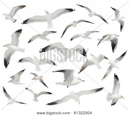 white bird set isolated