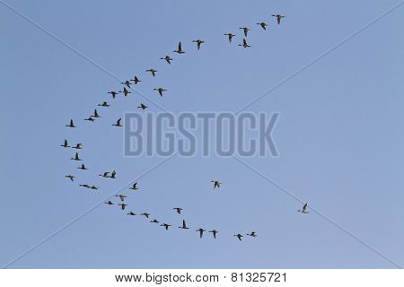 Migrating Birds Flight In Bardia, Nepal