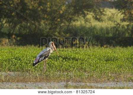 painted stork fishing in a swamp at Bardia, Nepal