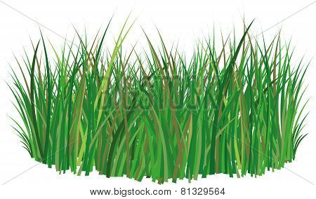 Grass