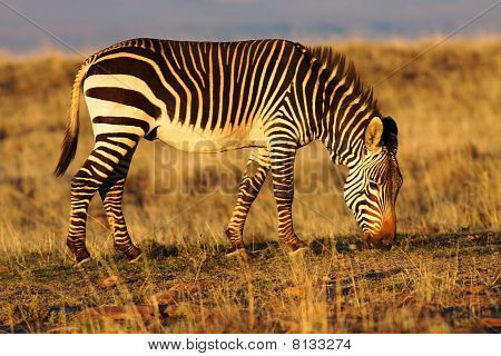 Mountain-zebra