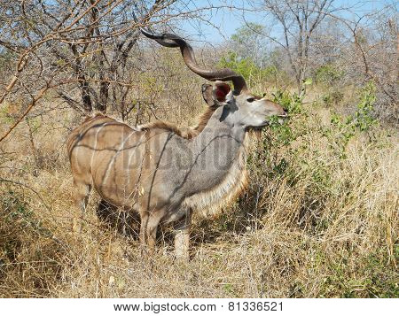 wild male nyala eating leaves at Kruger, South Africa