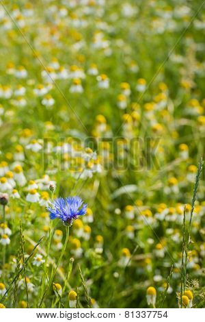 Blue Flowering Cornflower Between Overblown Wild Chamomile Plants.