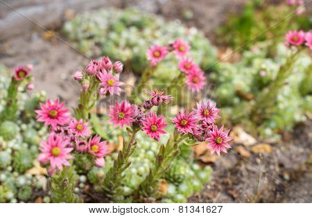 Pink Flowering Cobweb Houseleek From Close