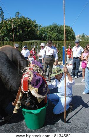 Bulls drinking from buckets, Spain.