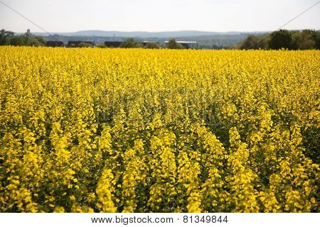Beautiful Large Rapeseed Fields In Nice Landscape