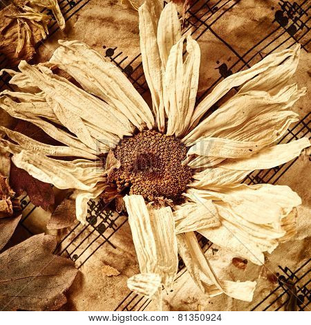 Dry Flower