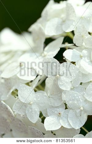 closeup image of white hydrangea with water drops