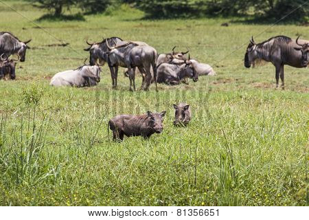 Warthogs Near A Water Hole In Tarangire National Park In Tanzania
