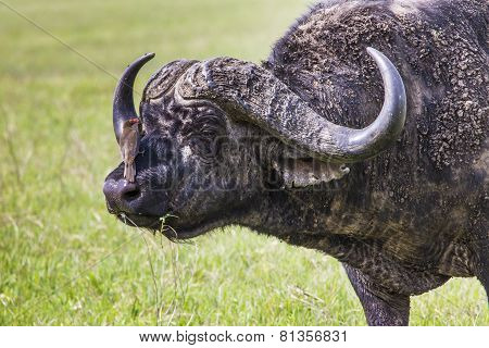 African Buffalo (syncerus Caffer) On The Grass. The Photo Was Taken In Ngorongoro Crater, Tanzania