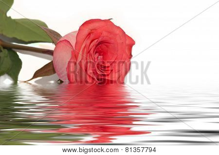 Red Rose Water Reflection White