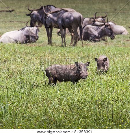 Warthogs Near A Water Hole In Tarangire National Park In Tanzania