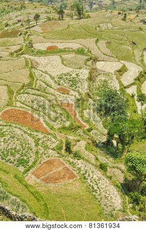 Terraced Fields