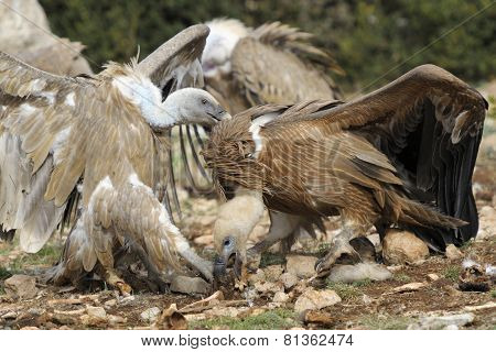 Griffon vulture