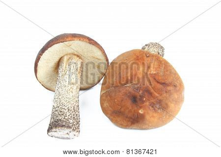Mushroom Isolated