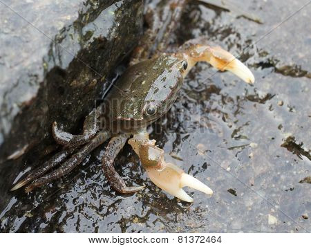 Green Shore Crab with Claws Out