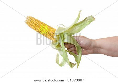 corn Biohazard in hand