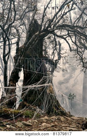 Spooky Tree