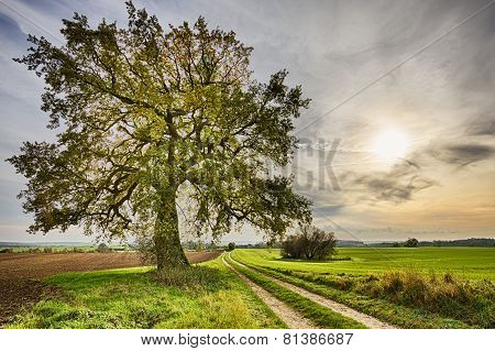 Hdr Shoot Of A Lime Tree Near A Road And Fields In Autumn