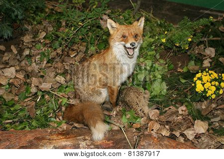 Red Fox  With His Prey