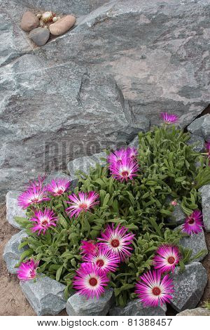 Mesembryanthemum flowers blooming in the garden
