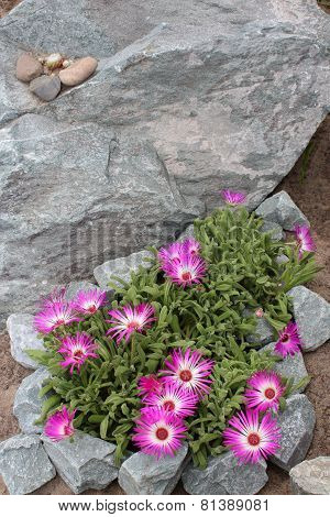 Mesembryanthemum flowers blooming in the garden