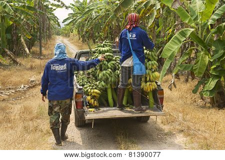 People harvest bananas at the plantation in Chumphon, Thailand.