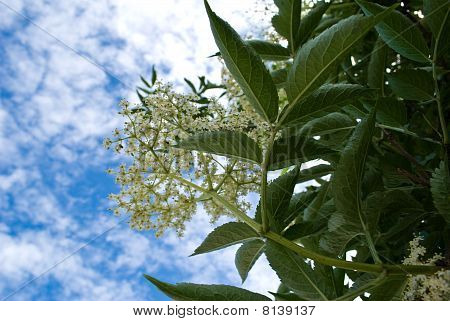 White Flower And The Sky