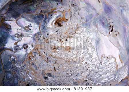 Shiny Iridescent Inside Shell Of Abalone Mollusc
