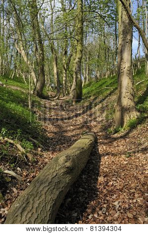 Hollow Combe