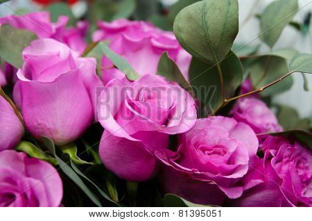 pink roses