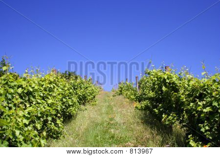 Hill Vineyard v létě