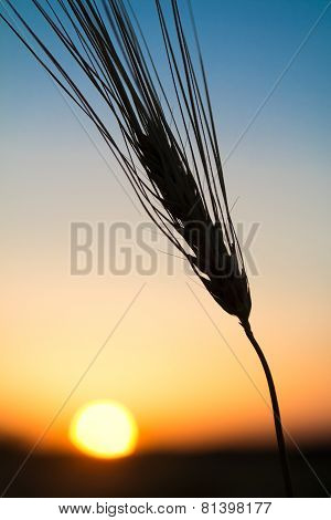 Ear of wheat on rasvete against the sky