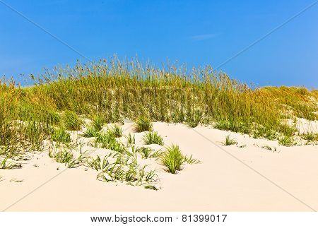 Grass On A Beach During Stormy Season