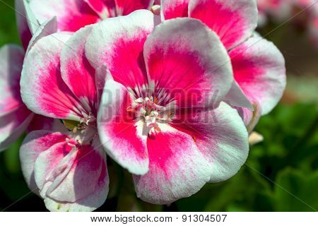 flower viola