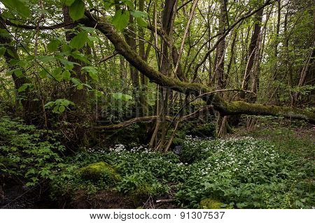 Wild woods