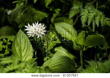 Wild Garlic