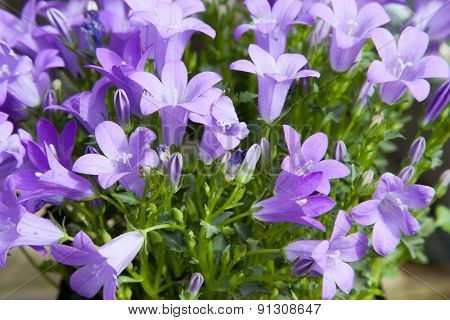 gardening, botany and flora concept - beautiful bellflowers at summer garden
