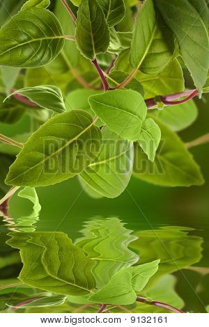 Foglie verdi