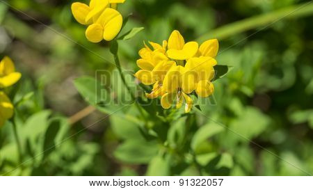 Birdsfoot Trefoil. Lotus Corniculatus. Yellow Blooms.