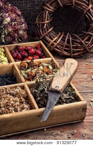 collected and dried herbs doctor