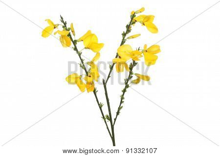 Broom