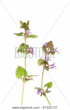 Ground Ivy