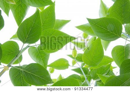 fresh and green leaves isolated on white