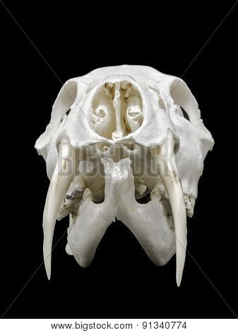Skull Of A Chinese Water Deer